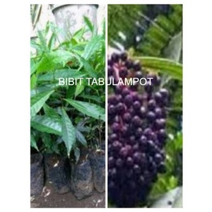 bibit genitri atau Jenitri