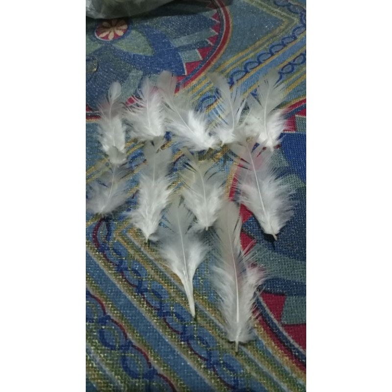 Bulu ayam riwuk putih 100 helai