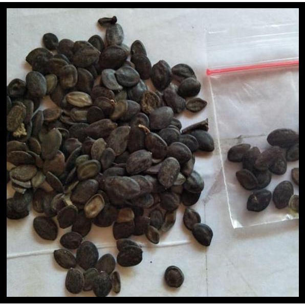 Biji Kaliandra Merah, Benih Kaliandra Merah Terbaik, Bibit Kaliandra Merah, Biji Kaliandra merah Kua