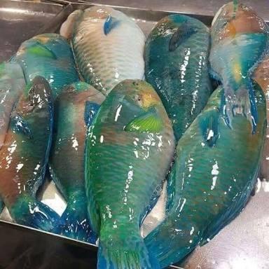 

Fisho | Ikan Kakak Tua Segar 1Kg Ready stock