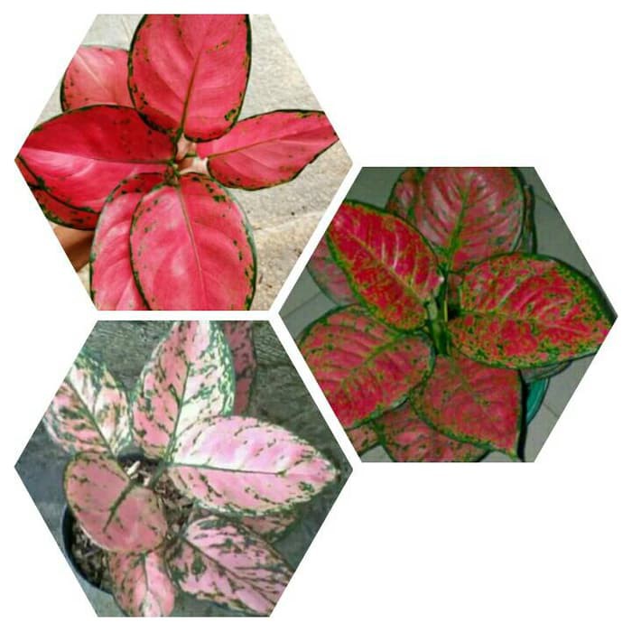 Promo bibit bunga aglonema paket 3 batang Murah