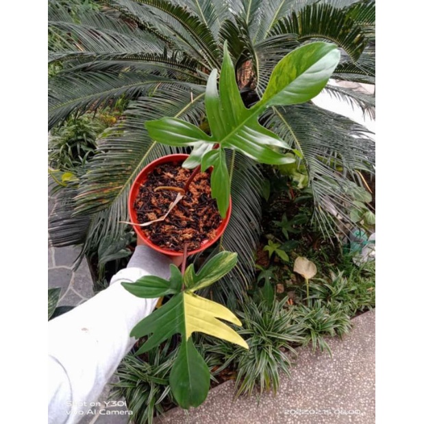 florifa beauty / flobe variegata