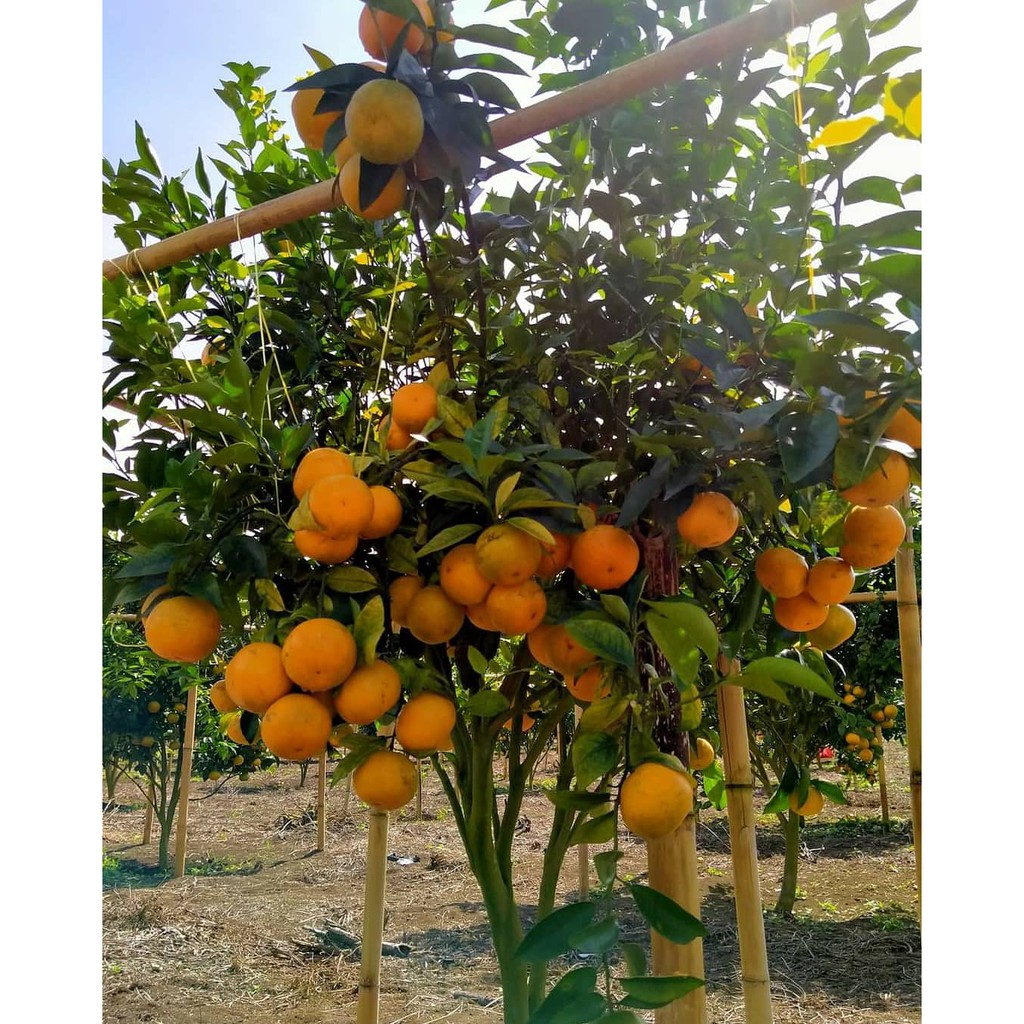 

Jeruk Gerga Kerinci Premium