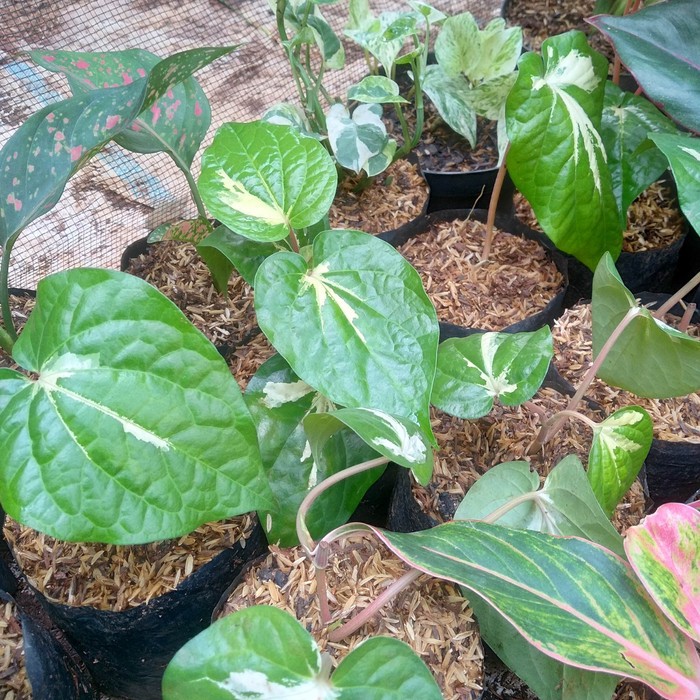 Tanaman hias sirih varigata - apotik hidup - tanaman herbal variegata