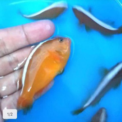 83+ Tempat Jual Ikan Hias Air Laut Lampung HD Terbaru