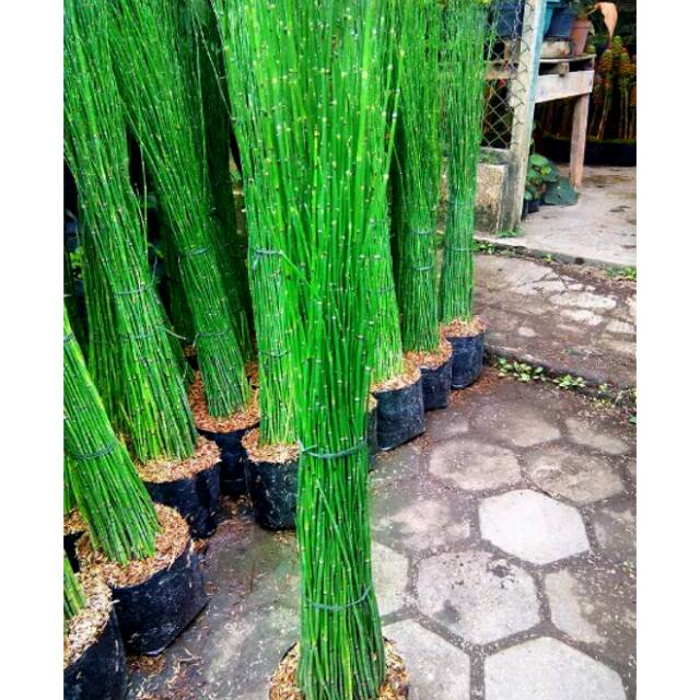 Tanaman Hias Bambu Air Shopee Indonesia