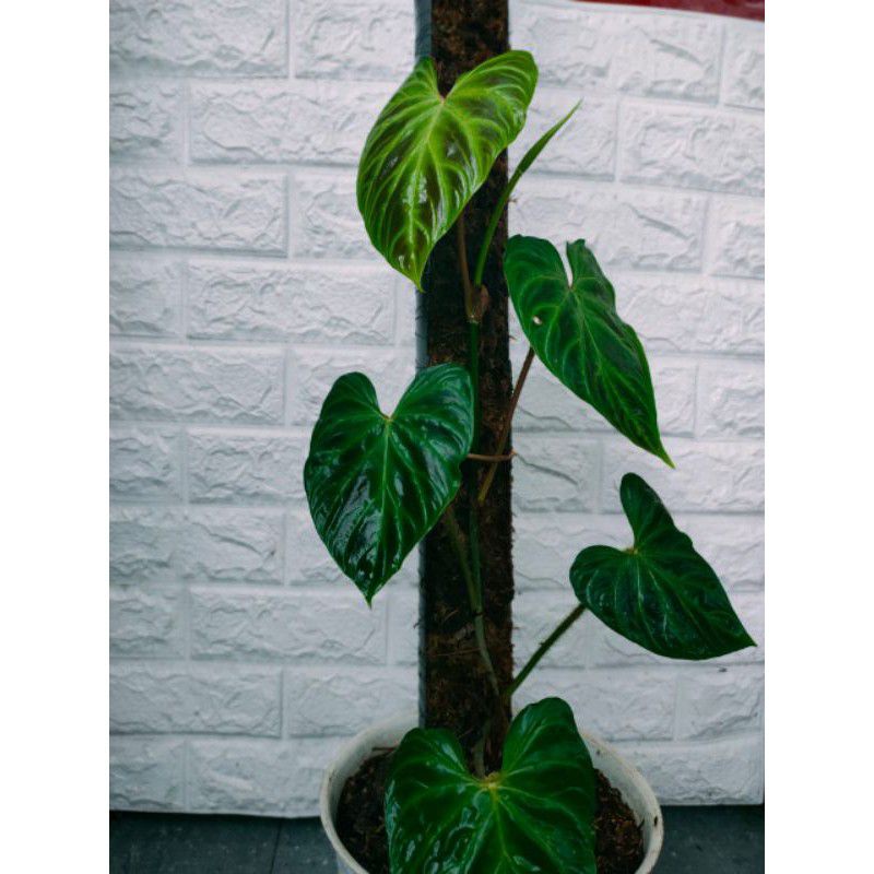 TANAMAN HIAS PHILODENDRON VERU REAL PICT