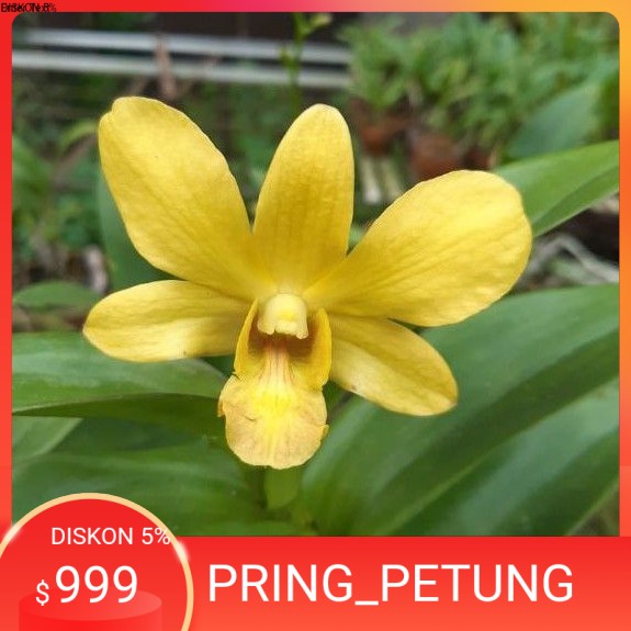 Anggrek Dendrobium Sure Gold