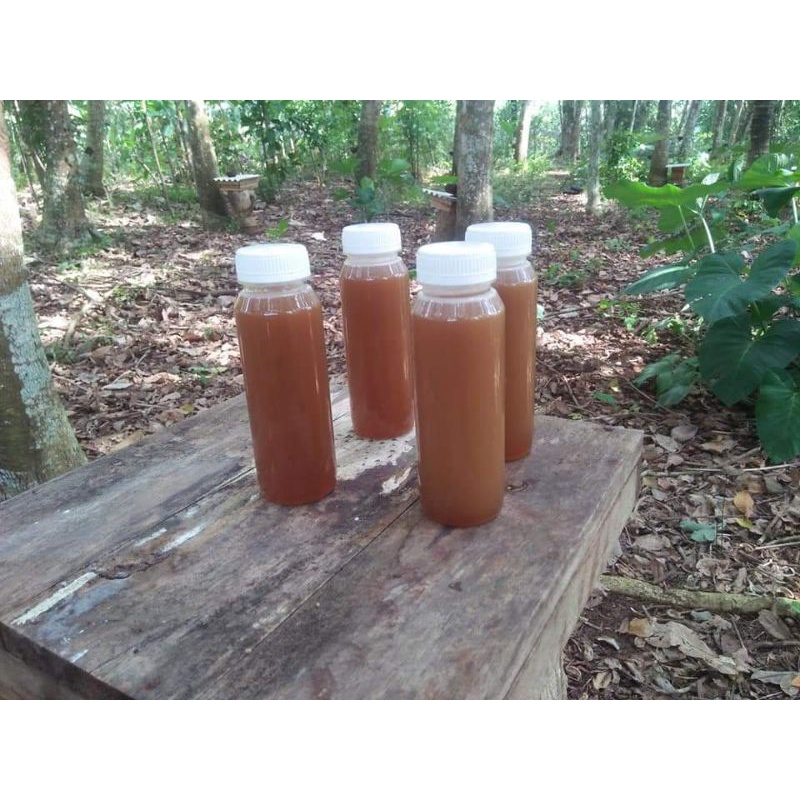 

madu lanceng trigona thorachica