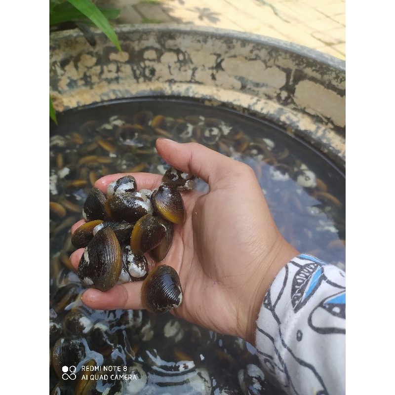 

Kerang remis 1kg