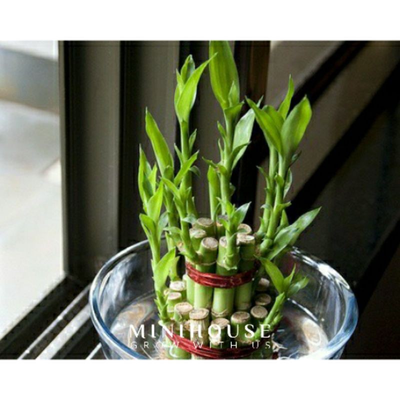BIJI BIBIT BENIH BONSAI LUCKY BAMBOO CHINA / BAMBOO