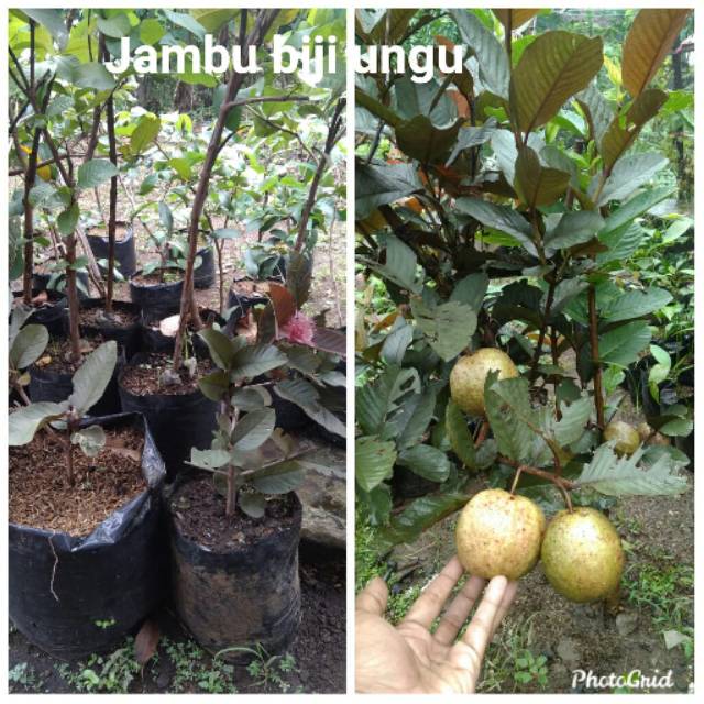 Bibit jambu biji ungu (australia)