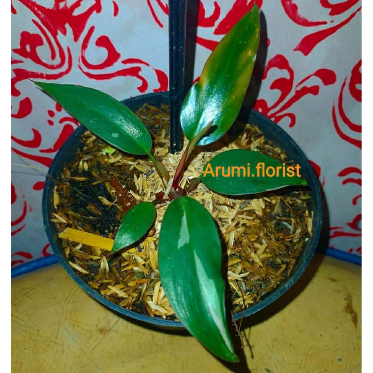 Philodendron Pink Princess Marble Ekonomis