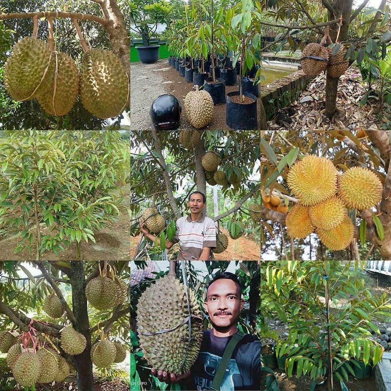 Promo Satu paket Isi 3 Pohon Durian