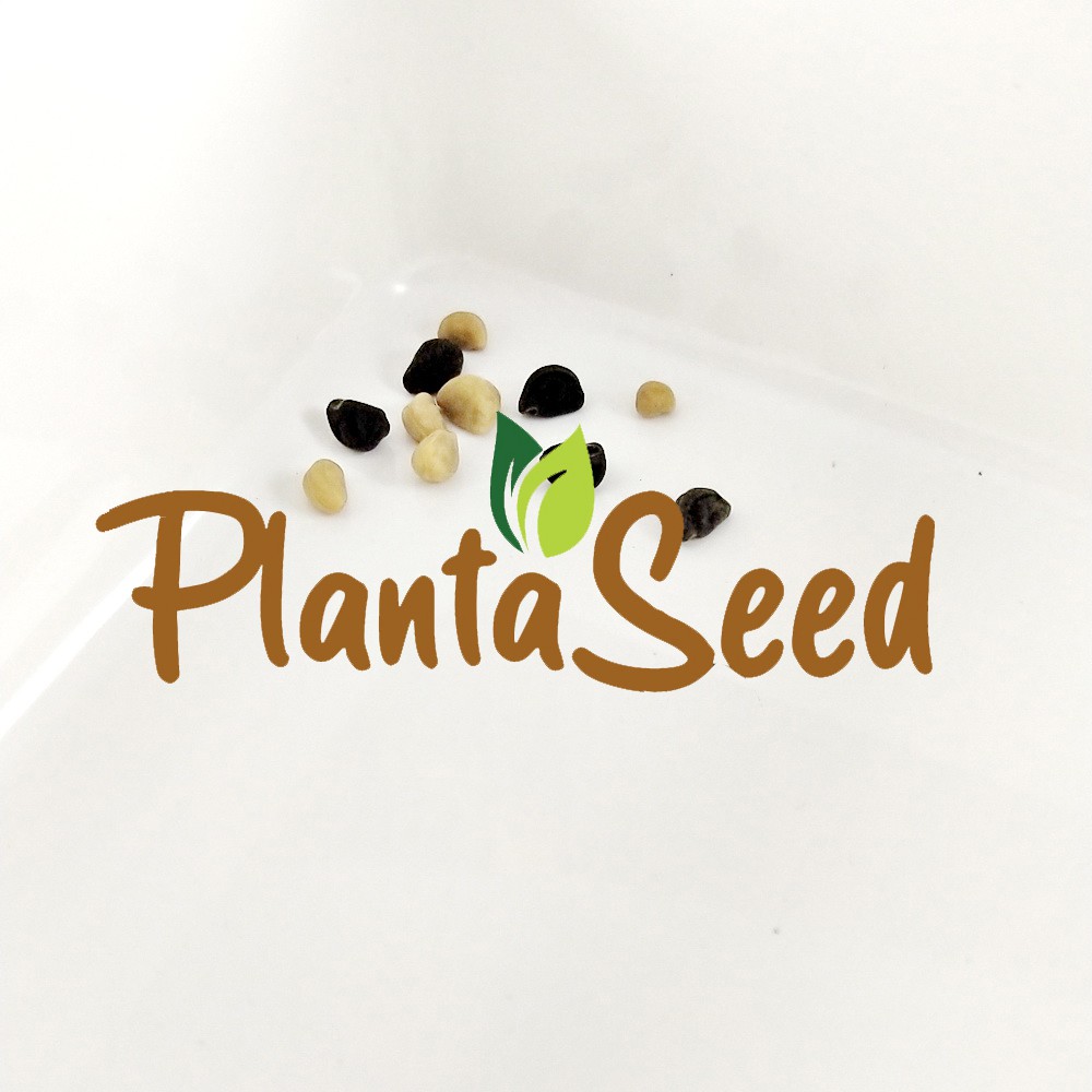 PlantaSeed - 10 Seeds - Morning Glory Mixed Color Biji Bunga - PAS0206