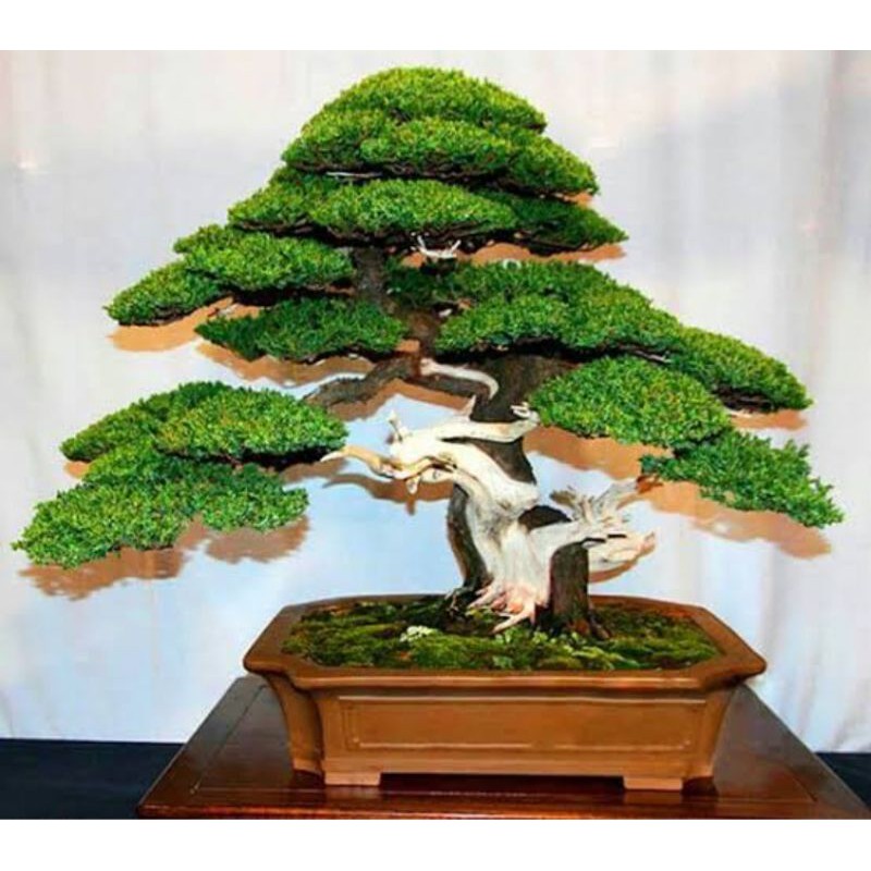 Benih Bibit Biji Japanese Pine Tree Pinus Hitam Jepang