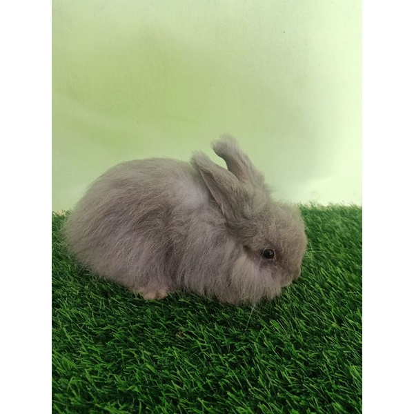 KELINCI ENGLISH ANGGORA Pure