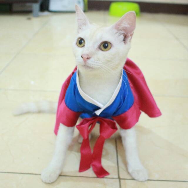 Dress hanbok tradisional untuk kucing &amp; anjing /Jual Baju Kucing Terlengkap &amp; Berkualitas size S-XL