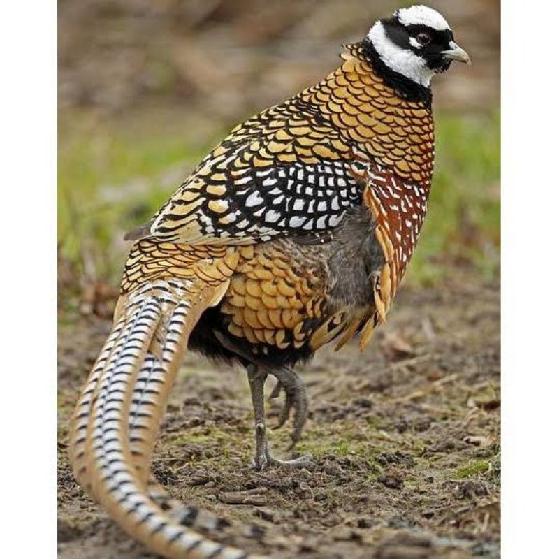 

TELUR AYAM HIAS RINGNECK REEVES PHEASANT UNTUK DITETASKAN