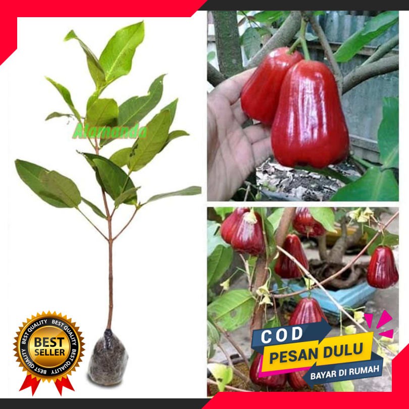 Bibit Jambu Air Kesuma Merah Berkualitas