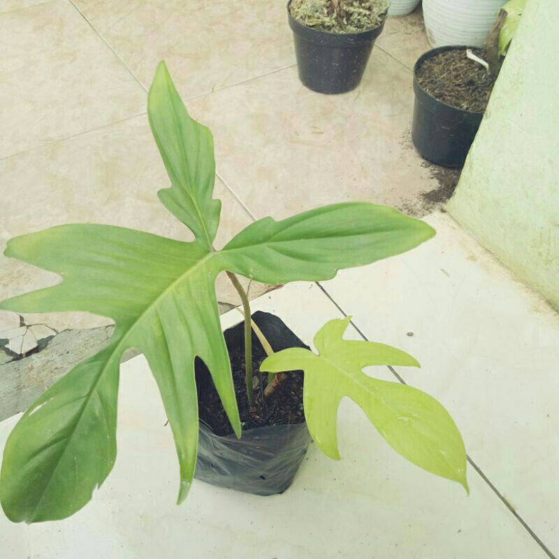 tanaman hias philo florida ghost-philodendron florida gost-Tanaman Hias Philodendron Florida Gost