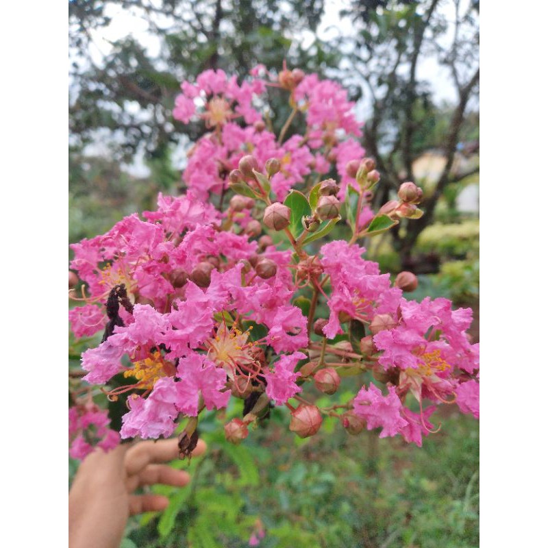 Tanaman bunga sakura mikro