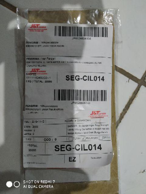 Biji Cabe king Of The North Pepper Seeds