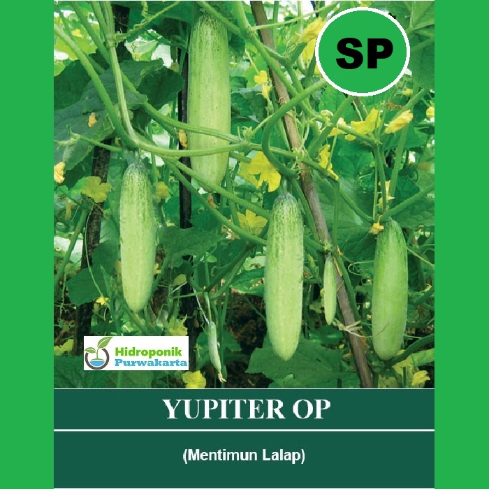 Benih Timun Mentimun Lalap Yupiter Cap Mutiara Bumi Isi 400 Butir