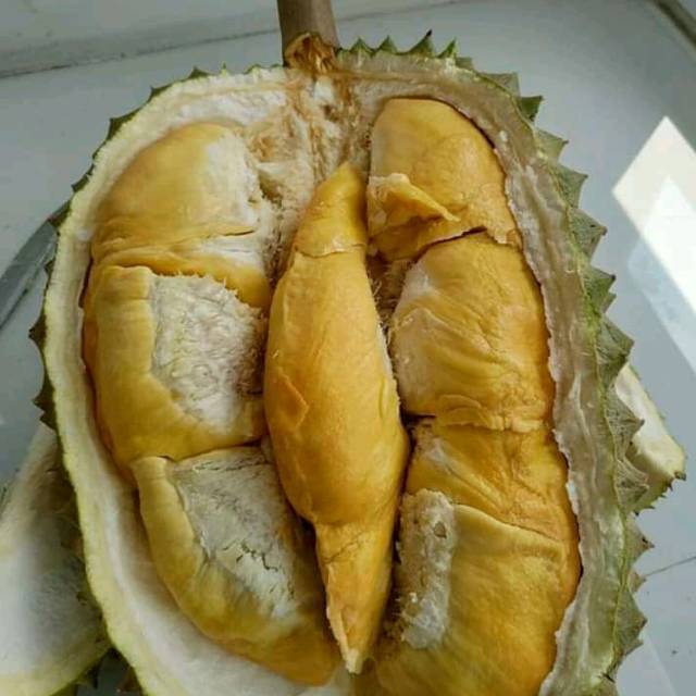 Bibit durian bawor super
