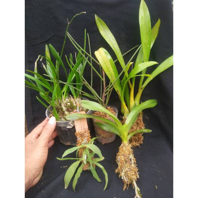 paket promo anggrek murah