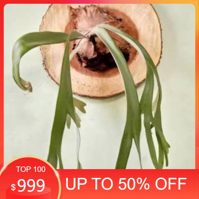 Paku tanduk rusa - tanaman hias dinding - tanduk rusa - platycerium