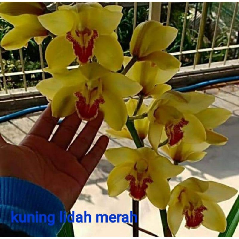 Anggrek Cymbidium Kuning Lidah Merah