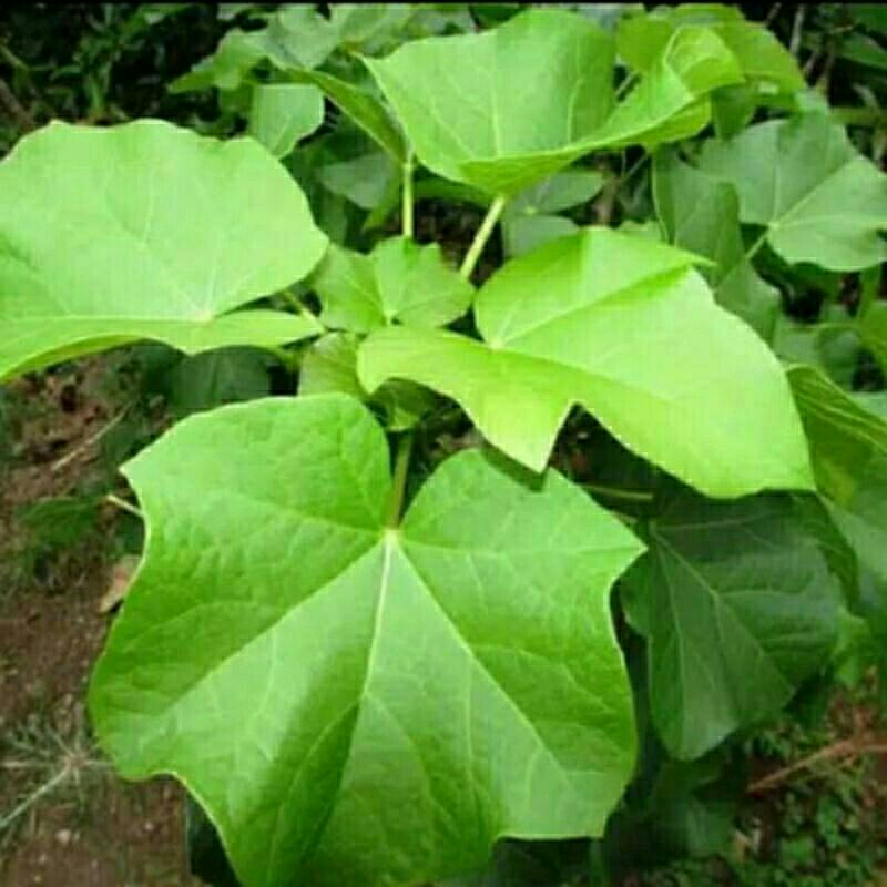 

Daun Jarak segar 1 lembar/obat alami,jamu alami jamu alam daun alam ,obat tradisional obat banyak di cari,obat banyak kasiat ,obat tradisional