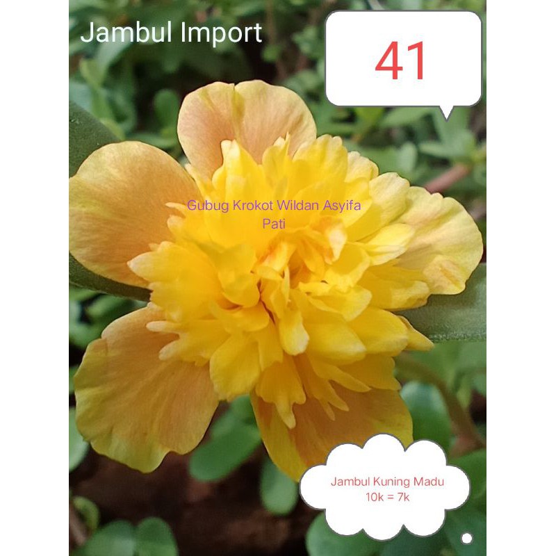 

Jambul Kuning Madu