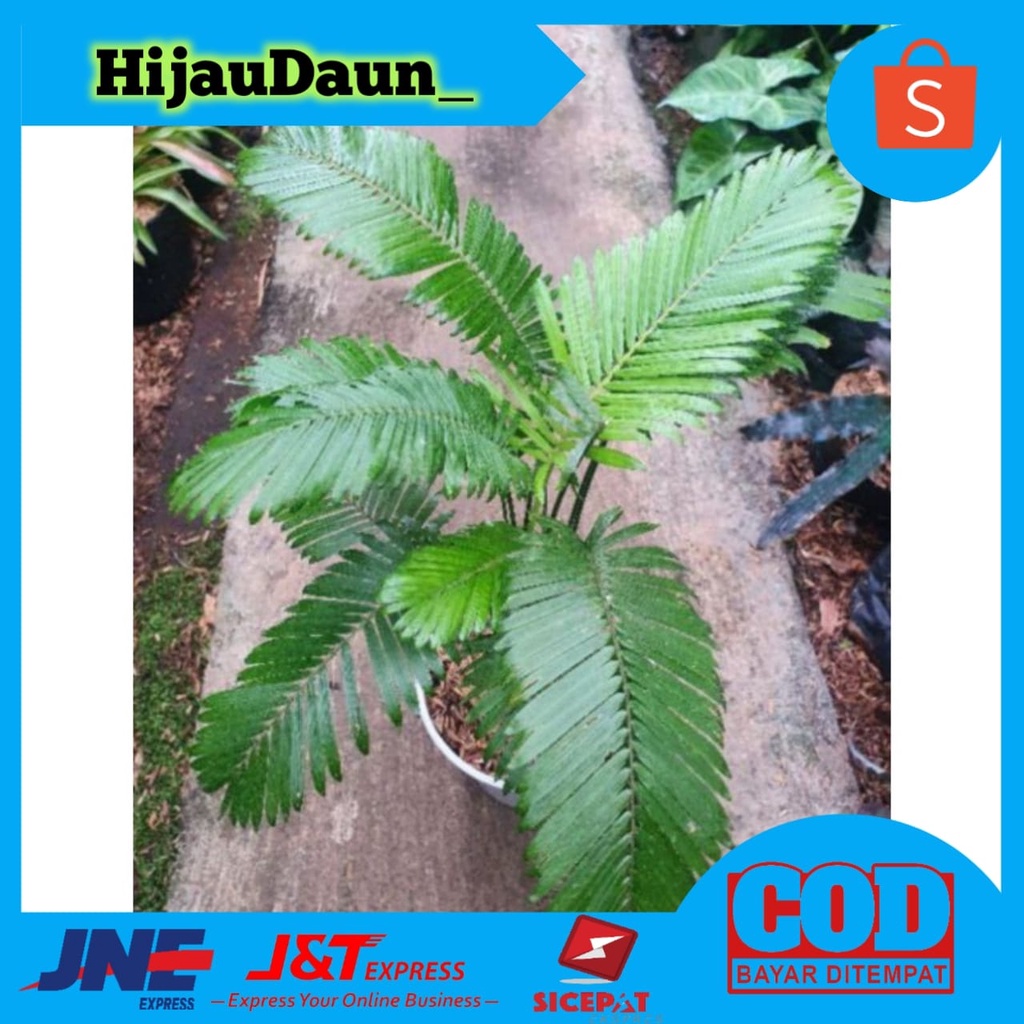 Tanaman hias Palem rotan - Palem mini - rotan hias - jernang hias