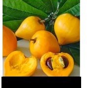 

BUAH ALKESA MENGKEL/SAWO MENTEGA