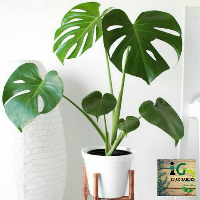 Tanaman Hias Monstera Deliciosa Tanaman Indoor Monstera Shopee Indonesia