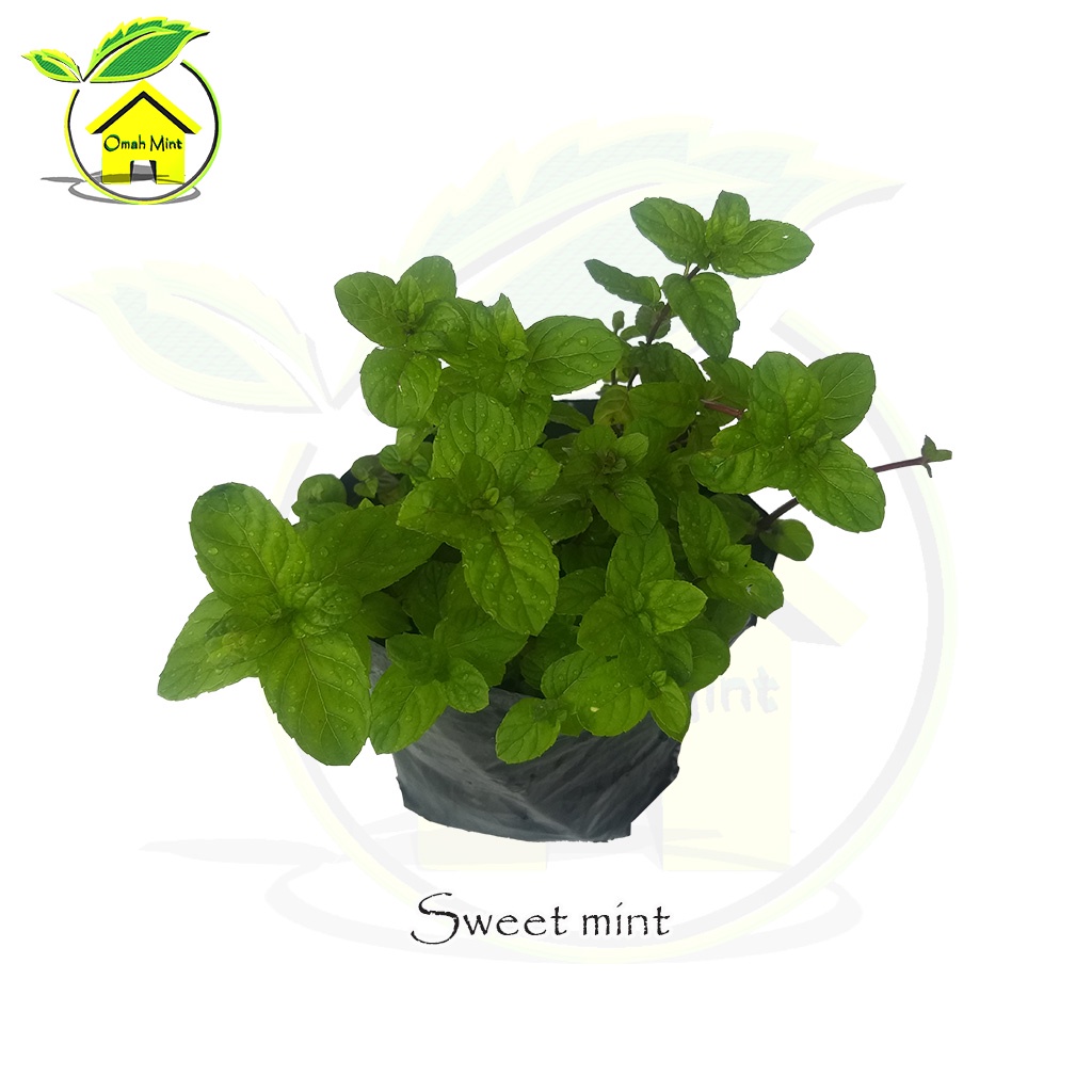Bibit Tanaman Daun Mint Bibit Herbal Sweet Mint Bibit Daun Mint Jenis Sweet Strong Mint