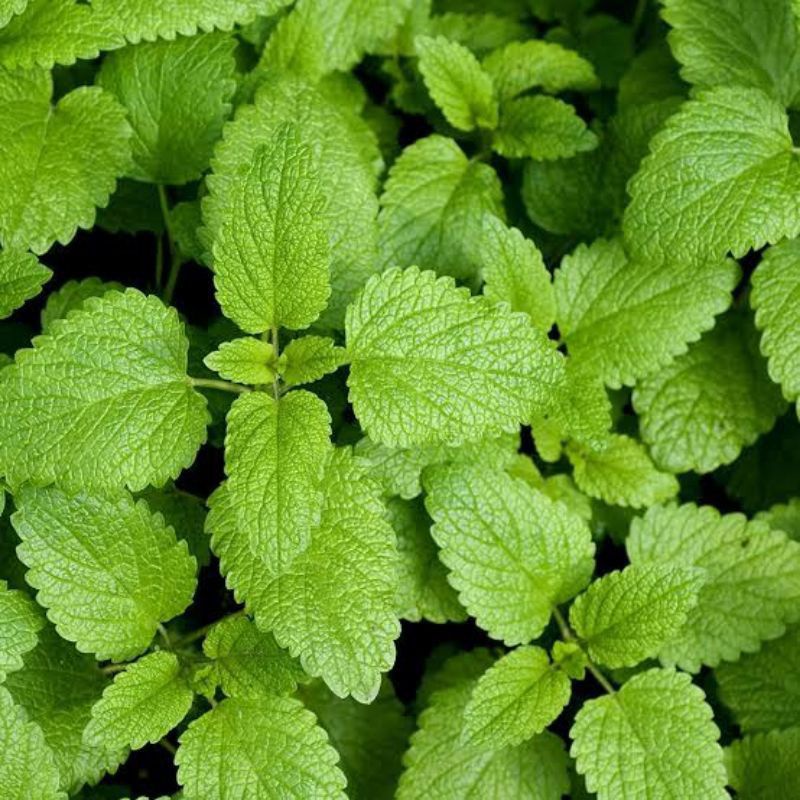 PROMO!!! TANAMAN DAUN MINT