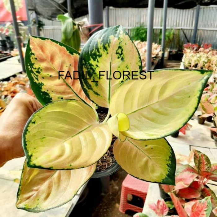 Tanaman hias Aglonema sultan brunei - bunga Aglonema sultan brunei FADIL_FLOREST
