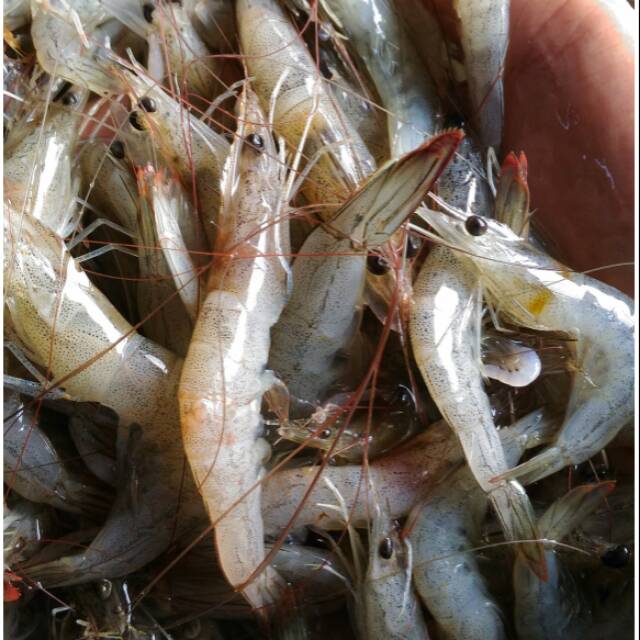 

Udang peci segar per kg