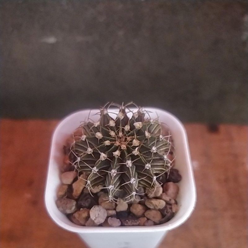 cactus kaktus LB Hybrid 13 Ribs size 3 cm