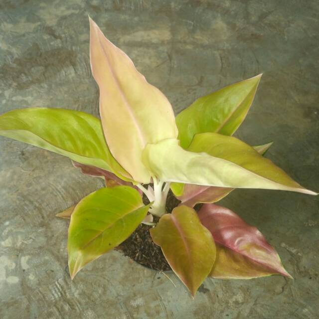 Aglonema brown kochin
