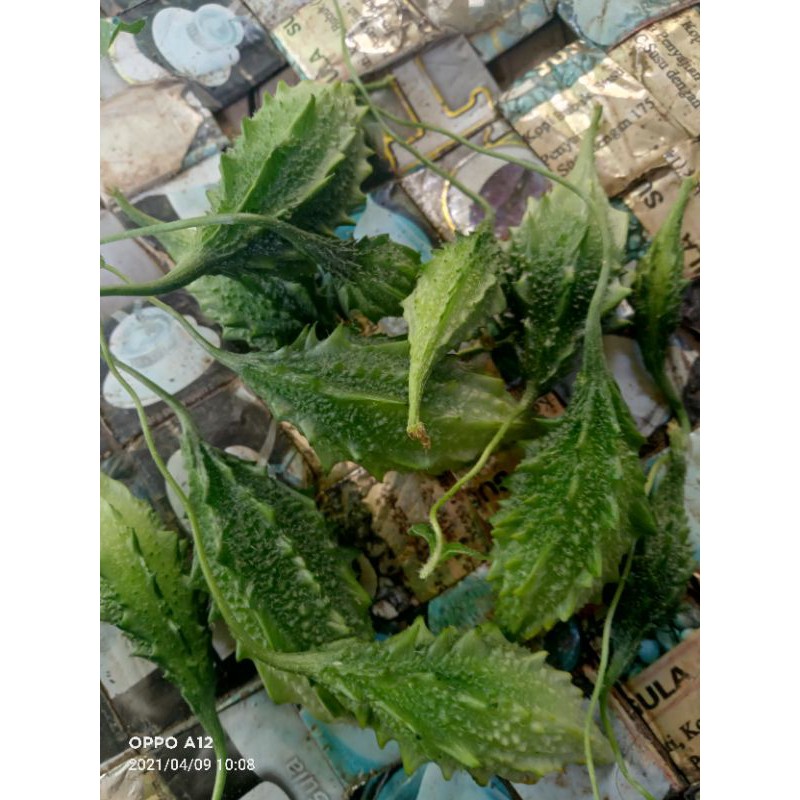 

jual buah pare hutan 200 gram segar