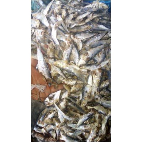 

Ikan Rebus Anak Tamban ( 500 Gr )