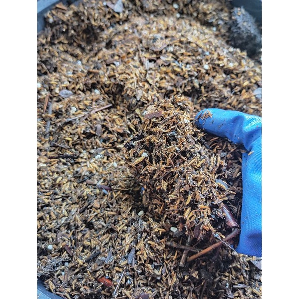 media tanam fermentasi