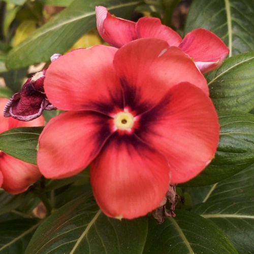T18 biji benih vinca tegak exotic orange periwinkle Fresh seeds vinca medan
