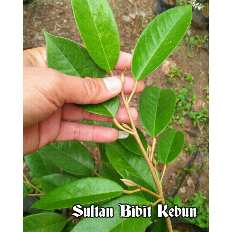 Entres Durian Bawor Super