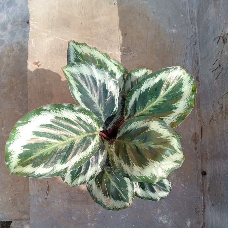 CALATHEA MEDALION JUMBO. Crimson, Dotie, Black Lipstik