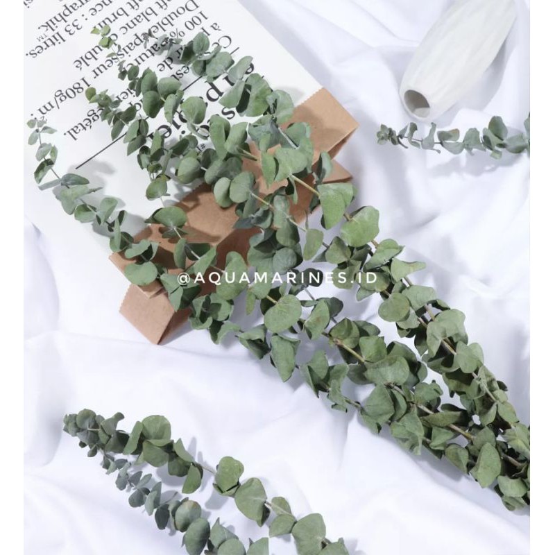 preserved eucalyptus
/ eucalyptus asli
/ eucalyptus 
/ dried eucalyptus / eucalyptus kering